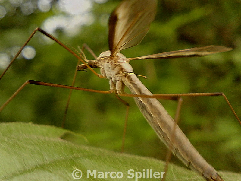 Tipula oleracea